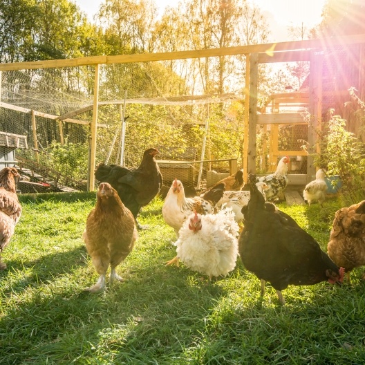 Chickens in a pen